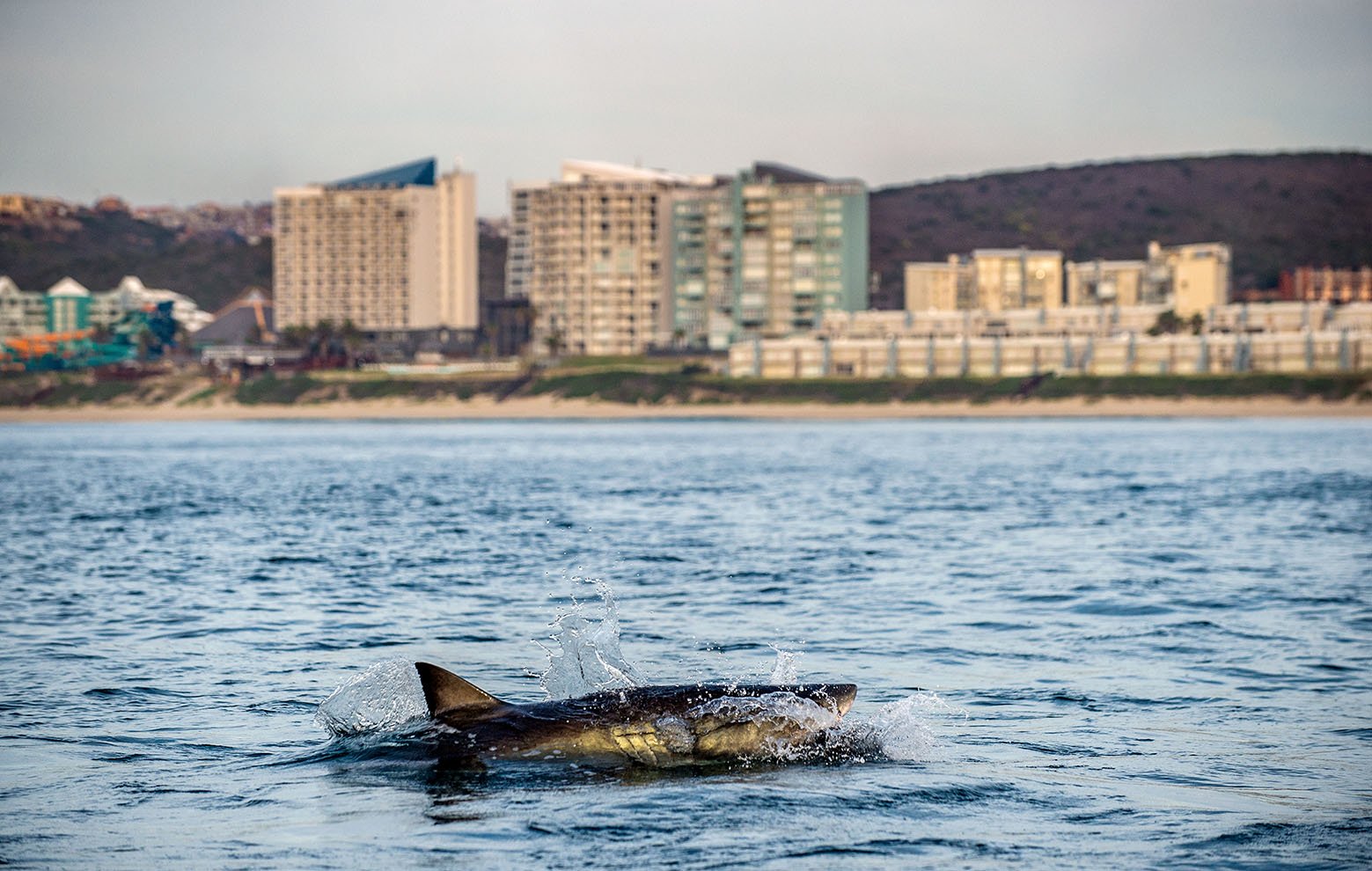 Great white shark off the coast at Mossel Bay. South Africa.