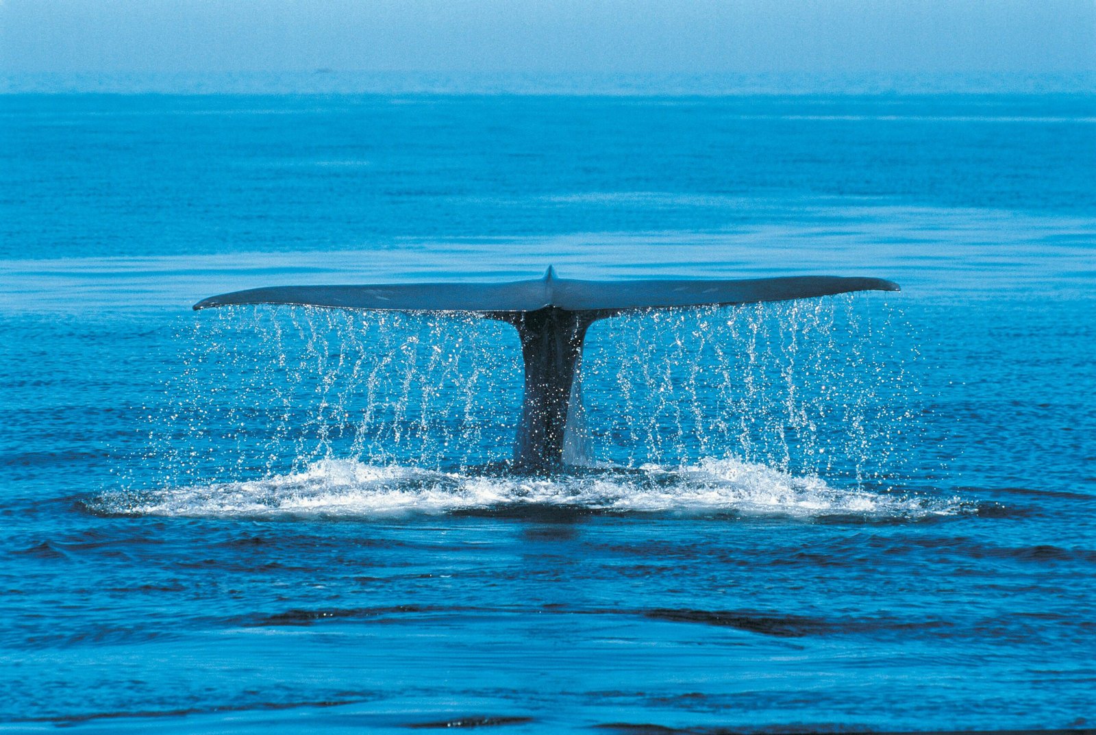 generic-whale-image